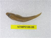 藏品(明潭吻鰕虎)的圖片